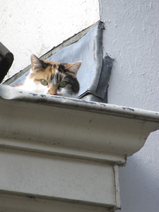 907644 Afbeelding van een kat die toekijkt vanuit een dakgoot van een pand aan de Bemuurde Weerd O.Z. te Utrecht.